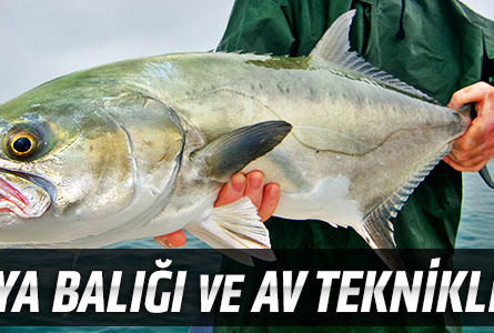 Akya Balığı ve Av Teknikleri