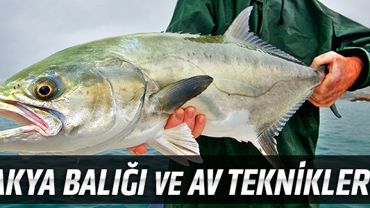 Akya Balığı ve Av Teknikleri