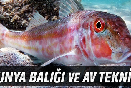 Barbunya Balığı ve Av Teknikleri