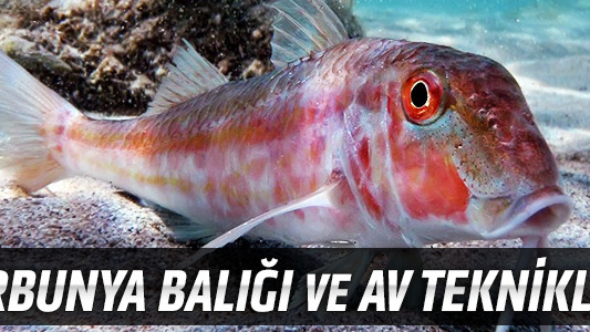 Barbunya Balığı ve Av Teknikleri