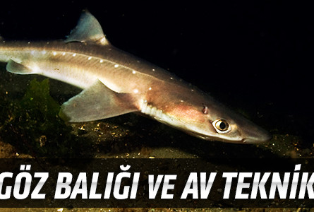 Camgöz Balığı ve Av Teknikleri