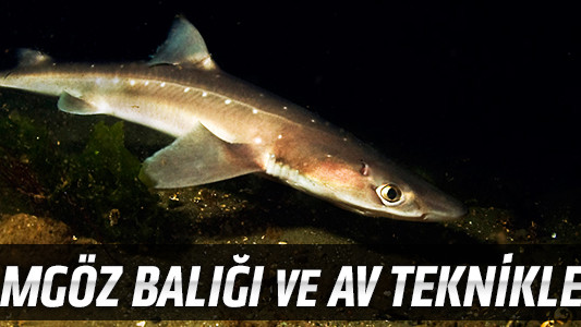 Camgöz Balığı ve Av Teknikleri