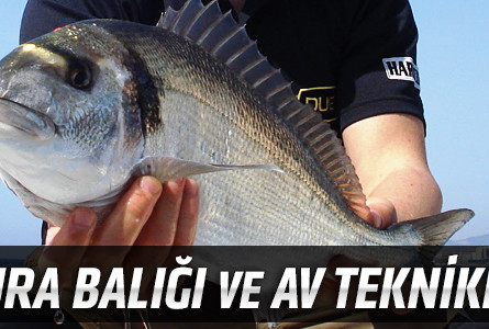 Çipura Balığı ve Av Teknikleri