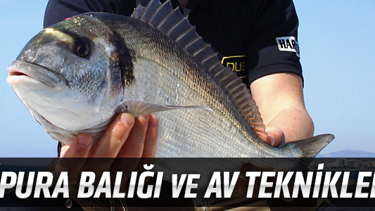 Çipura Balığı ve Av Teknikleri