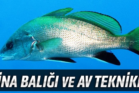 Eşkina Balığı ve Av Teknikleri