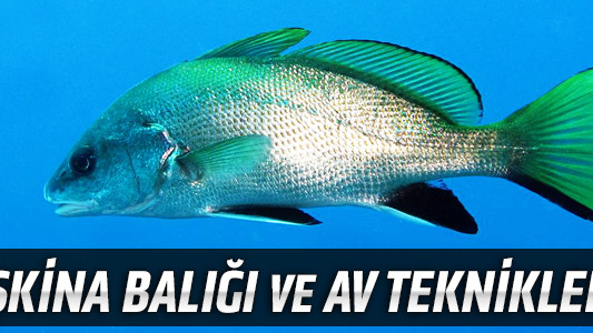 Eşkina Balığı ve Av Teknikleri