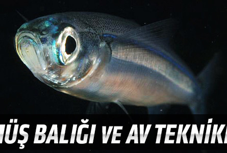 Gümüş Balığı ve Av Teknikleri