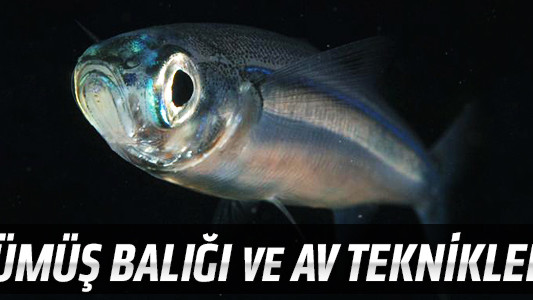 Gümüş Balığı ve Av Teknikleri