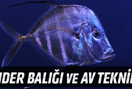 İskender Balığı ve Av Teknikleri