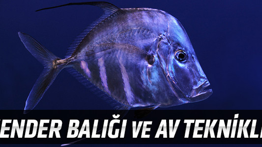 İskender Balığı ve Av Teknikleri