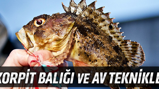 İskorpit Balığı ve Av Teknikleri