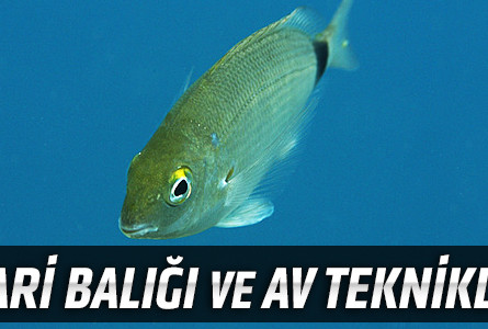 İspari Balığı ve Av Teknikleri