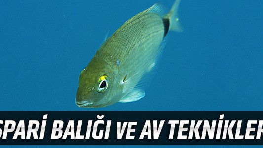 İspari Balığı ve Av Teknikleri