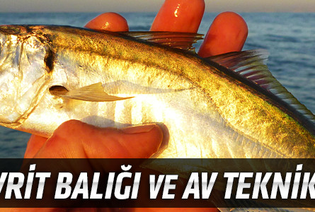 İstavrit Balığı ve Av Teknikleri