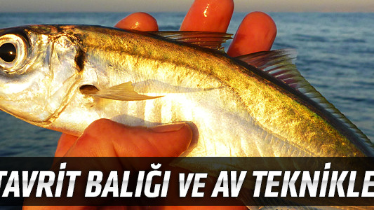 İstavrit Balığı ve Av Teknikleri