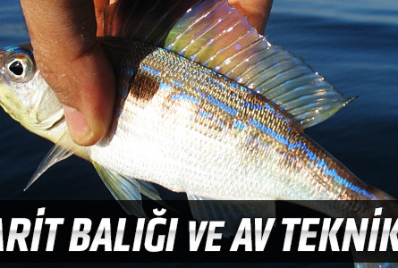 İzmarit Balığı ve Av Teknikleri