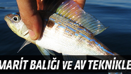 İzmarit Balığı ve Av Teknikleri