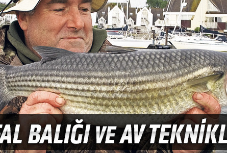 Kefal Balığı ve Av Teknikleri