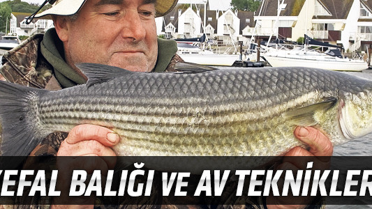 Kefal Balığı ve Av Teknikleri