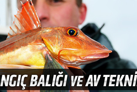 Kırlangıç Balığı ve Av Teknikleri