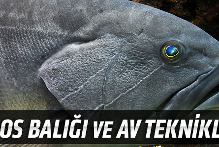 Lagos Balığı ve Av Teknikleri