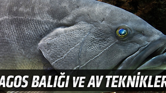 Lagos Balığı ve Av Teknikleri