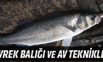 Levrek Balığı ve Av Teknikleri