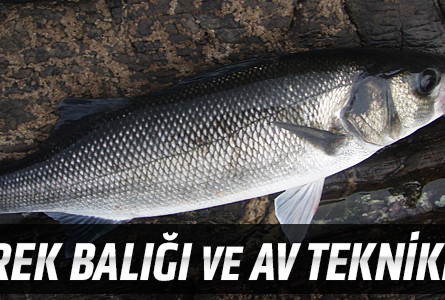 Levrek Balığı ve Av Teknikleri