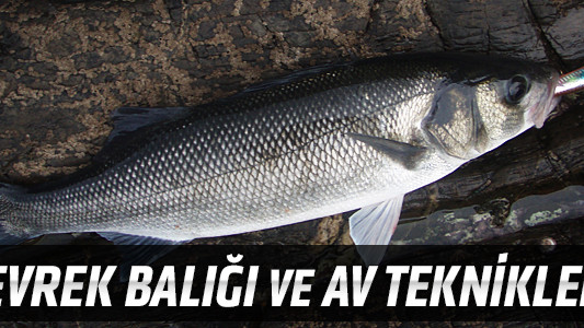 Levrek Balığı ve Av Teknikleri
