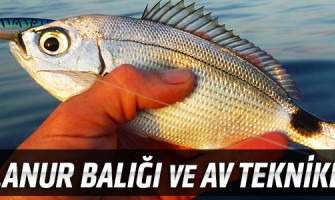 Melanur Balığı ve Av Teknikleri