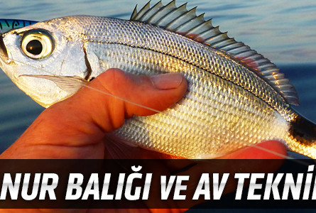 Melanur Balığı ve Av Teknikleri