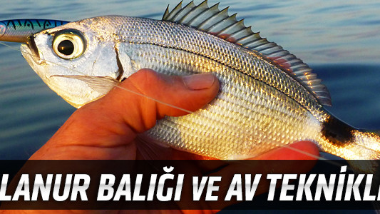 Melanur Balığı ve Av Teknikleri