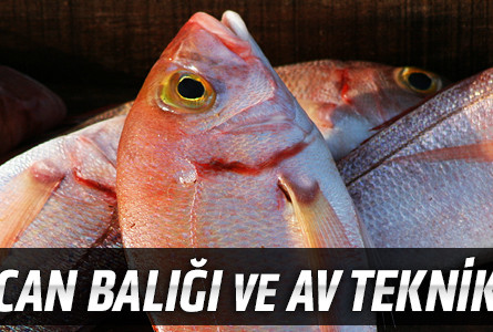 Mercan Balığı ve Av Teknikleri