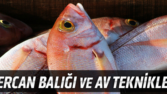 Mercan Balığı ve Av Teknikleri