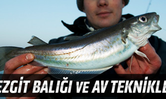 Mezgit Balığı ve Av Teknikleri