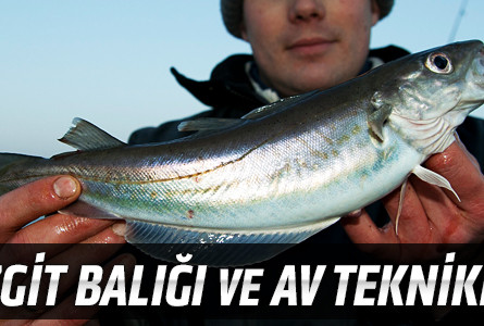 Mezgit Balığı ve Av Teknikleri