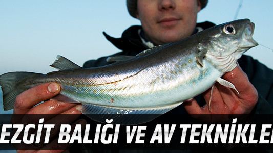 Mezgit Balığı ve Av Teknikleri