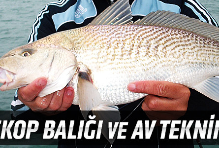 Minekop Balığı ve Av Teknikleri