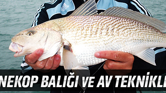 Minekop Balığı ve Av Teknikleri