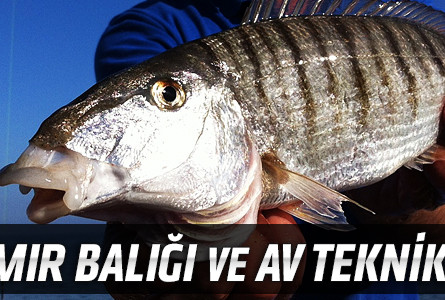 Mırmır Balığı ve Av Teknikleri