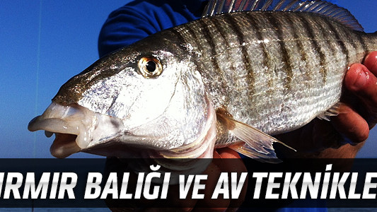 Mırmır Balığı ve Av Teknikleri