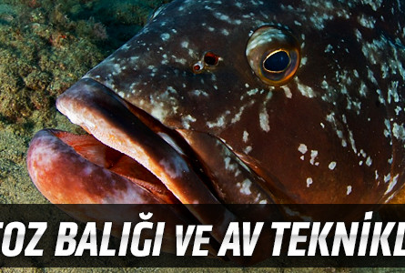 Orfoz Balığı ve Av Teknikleri