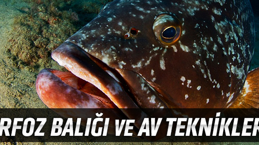 Orfoz Balığı ve Av Teknikleri