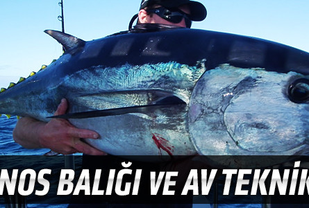 Orkinos Balığı ve Av Teknikleri