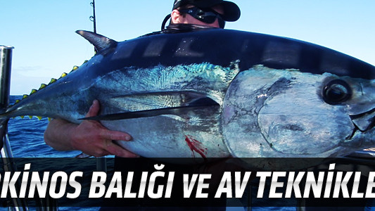 Orkinos Balığı ve Av Teknikleri