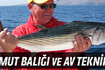 Palamut Balığı ve Av Teknikleri