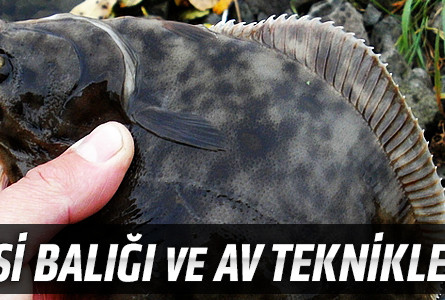 Pisi Balığı ve Av Teknikleri