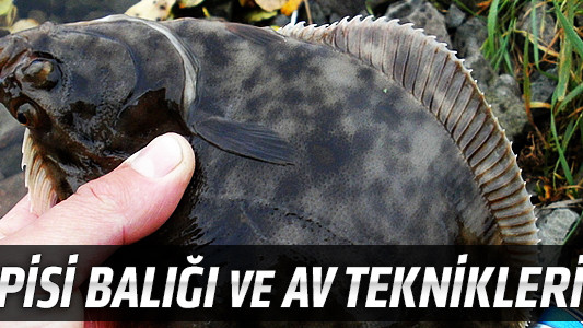 Pisi Balığı ve Av Teknikleri