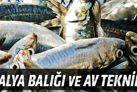 Sardalya Balığı ve Av Teknikleri