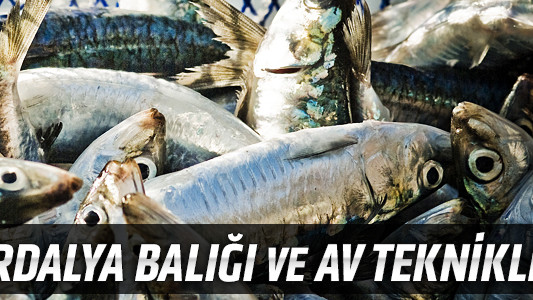 Sardalya Balığı ve Av Teknikleri